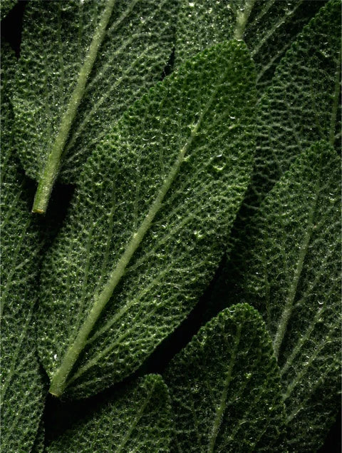 Rosmarin Haar- und Kopfhautstärkungsöl